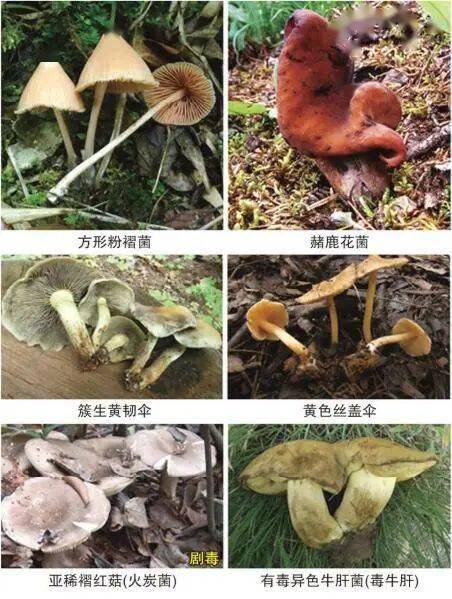 关于防范食用野生菌、毒性中药材、野菜野果等中毒的告知书