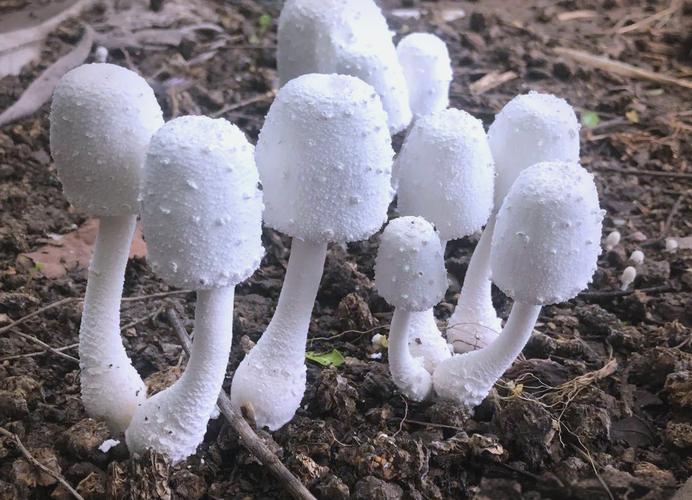 菌类记录2024 与地下网络共生的生态文明