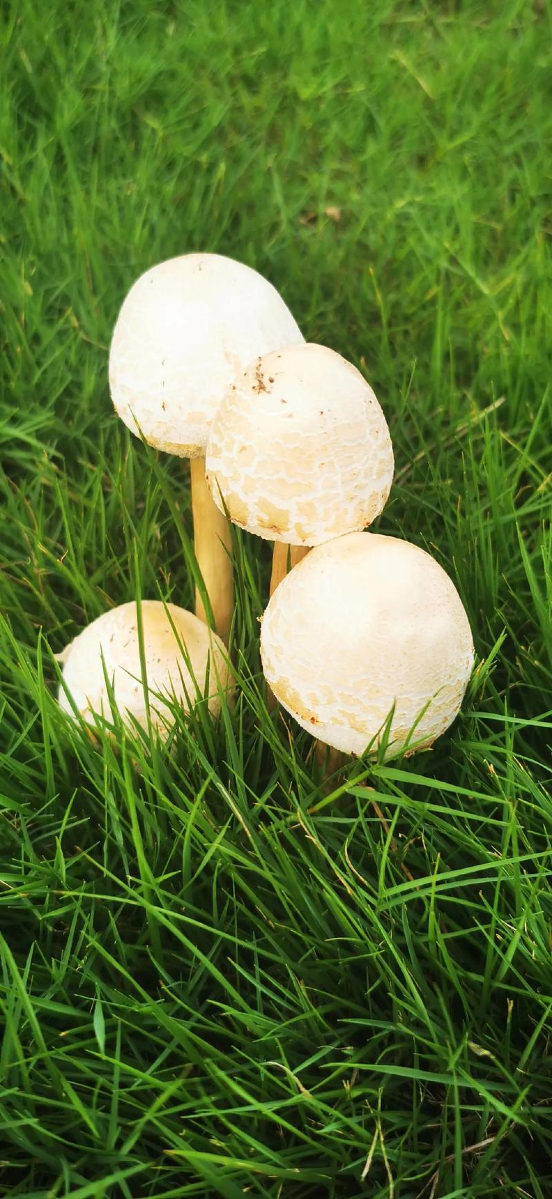 青青河边草，野生菌的味觉乡愁